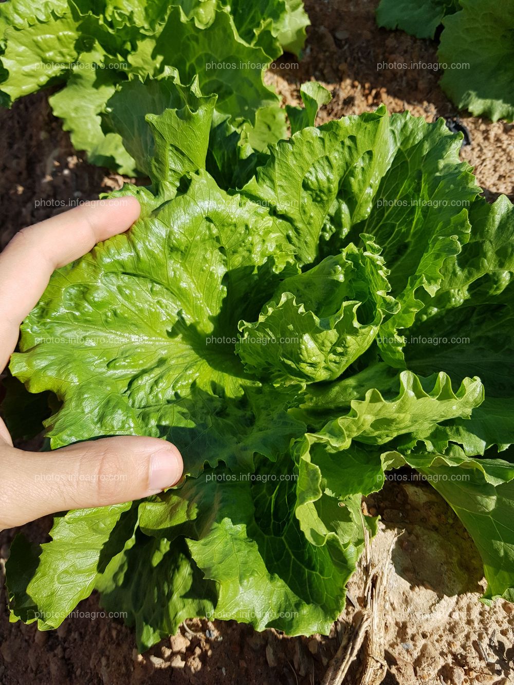 Lechuga var. iceberg