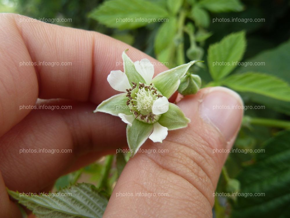 Flor de la frambuesa polinizada