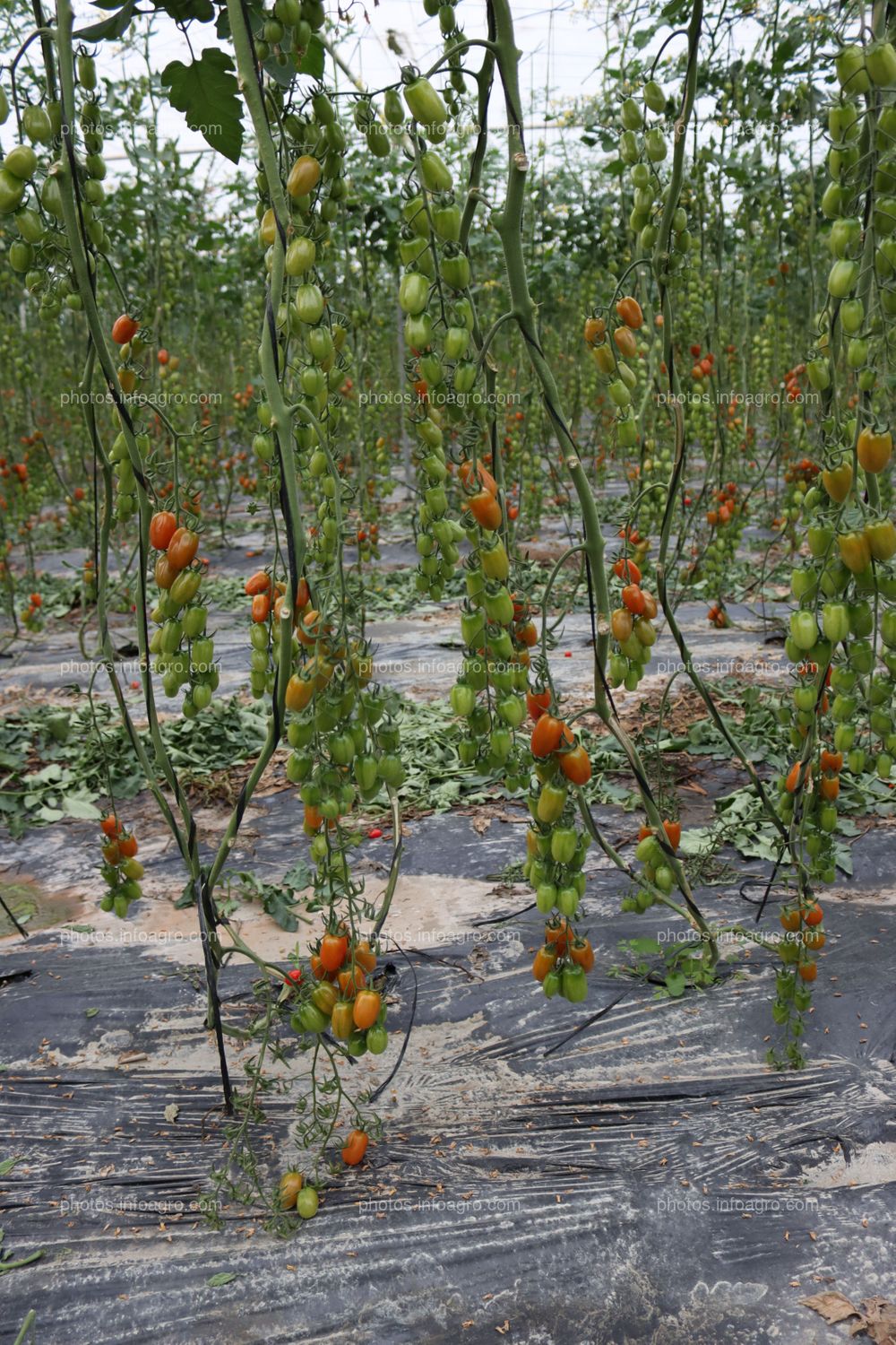 Tomates