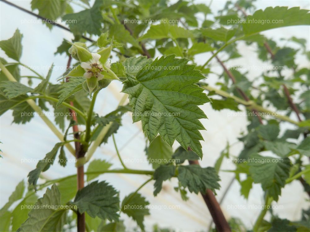 Flor de la frambuesa polinizada