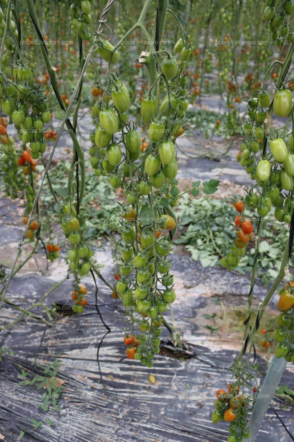 Tomates