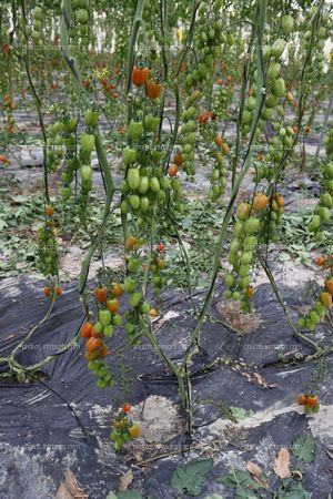 Tomates