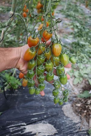 Tomates