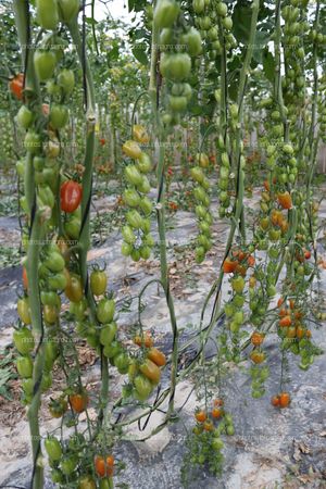 Tomates