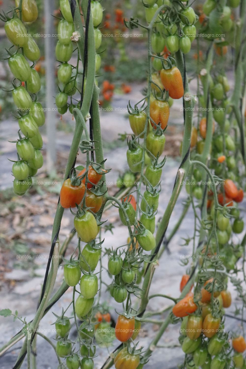 Tomates