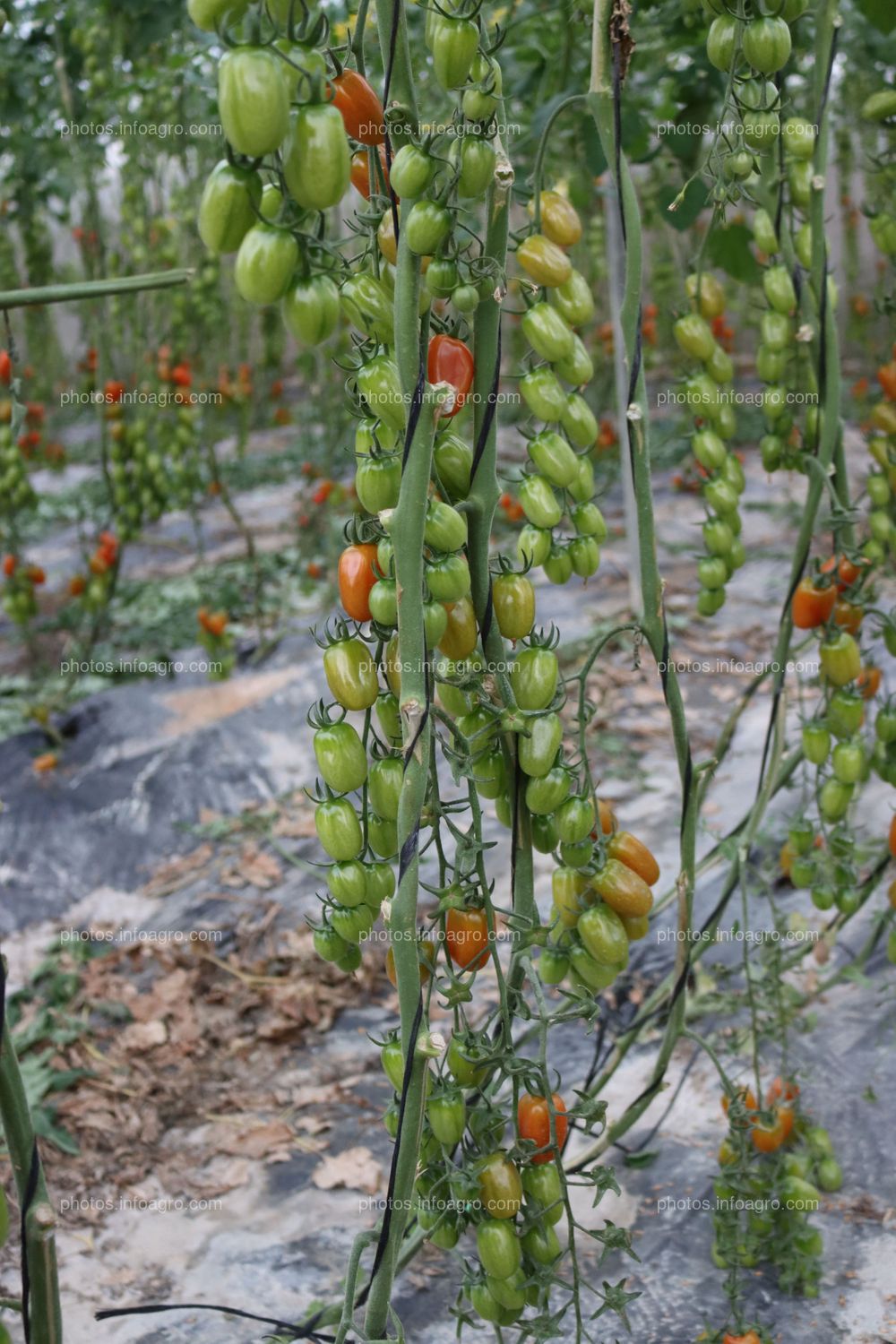 Tomates