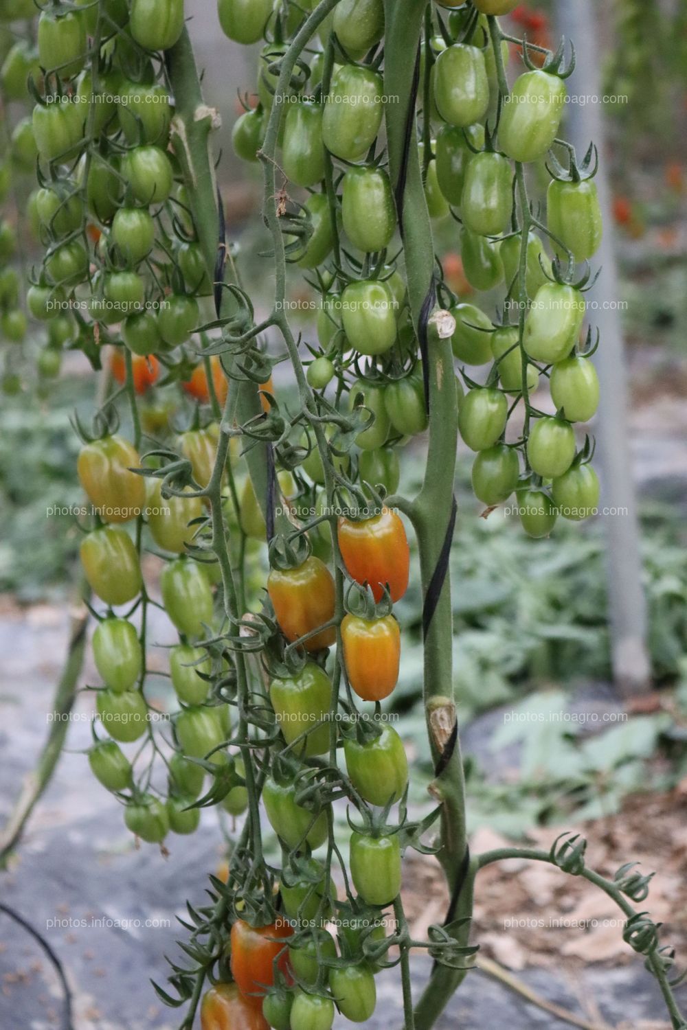 Tomates