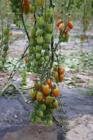 Tomates