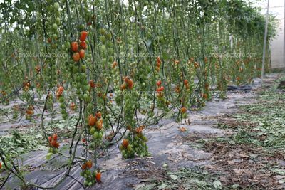 Tomates