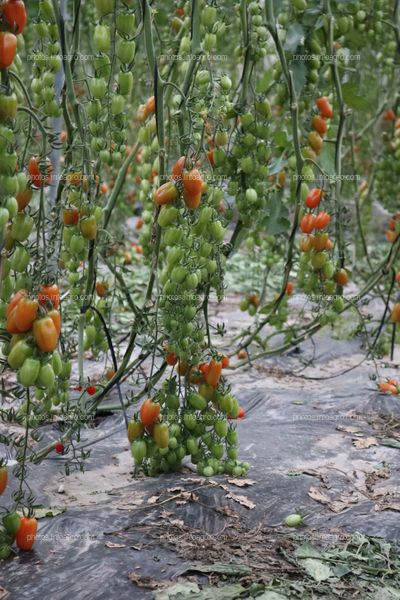 Tomates