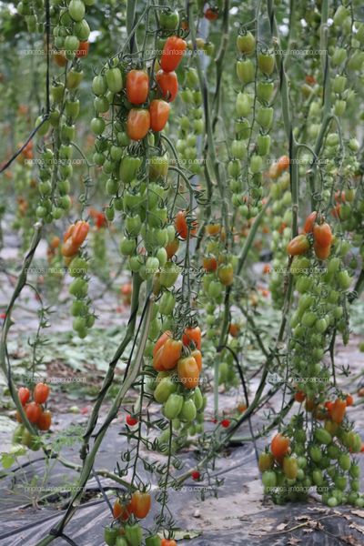 Tomates