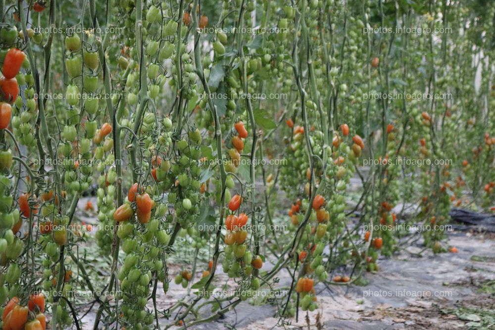 Tomates