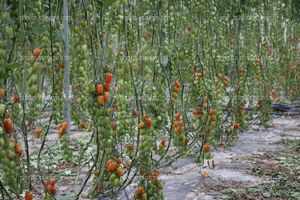 Tomates