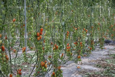 Tomates