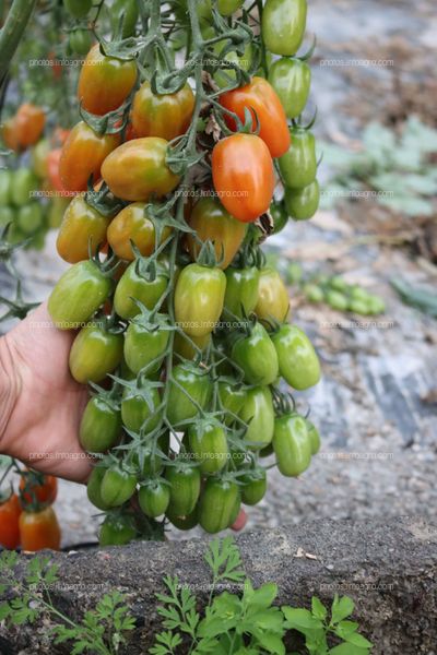 Tomates