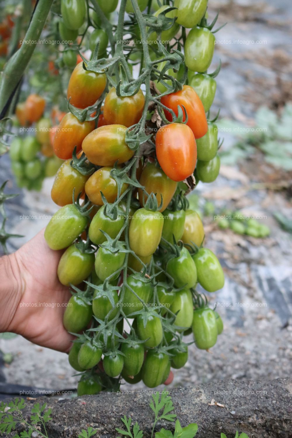 Tomates