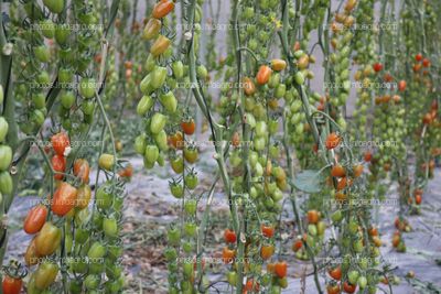 Tomates