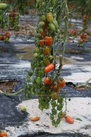 Tomates