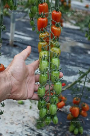 Tomates