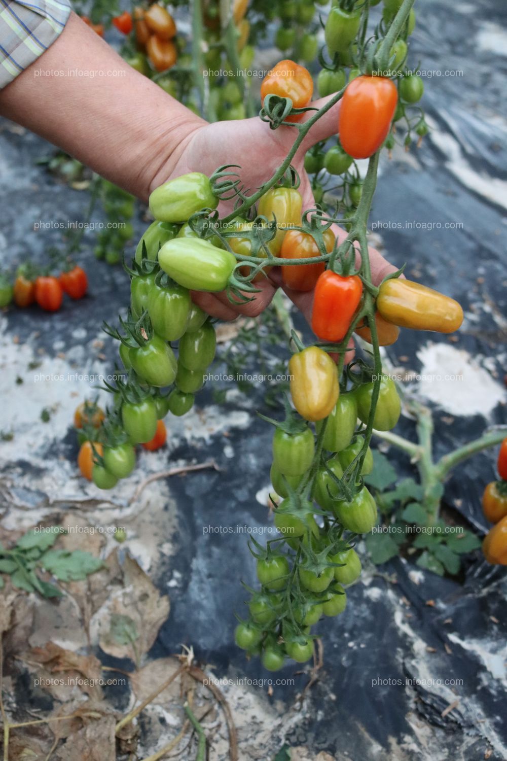 Tomates