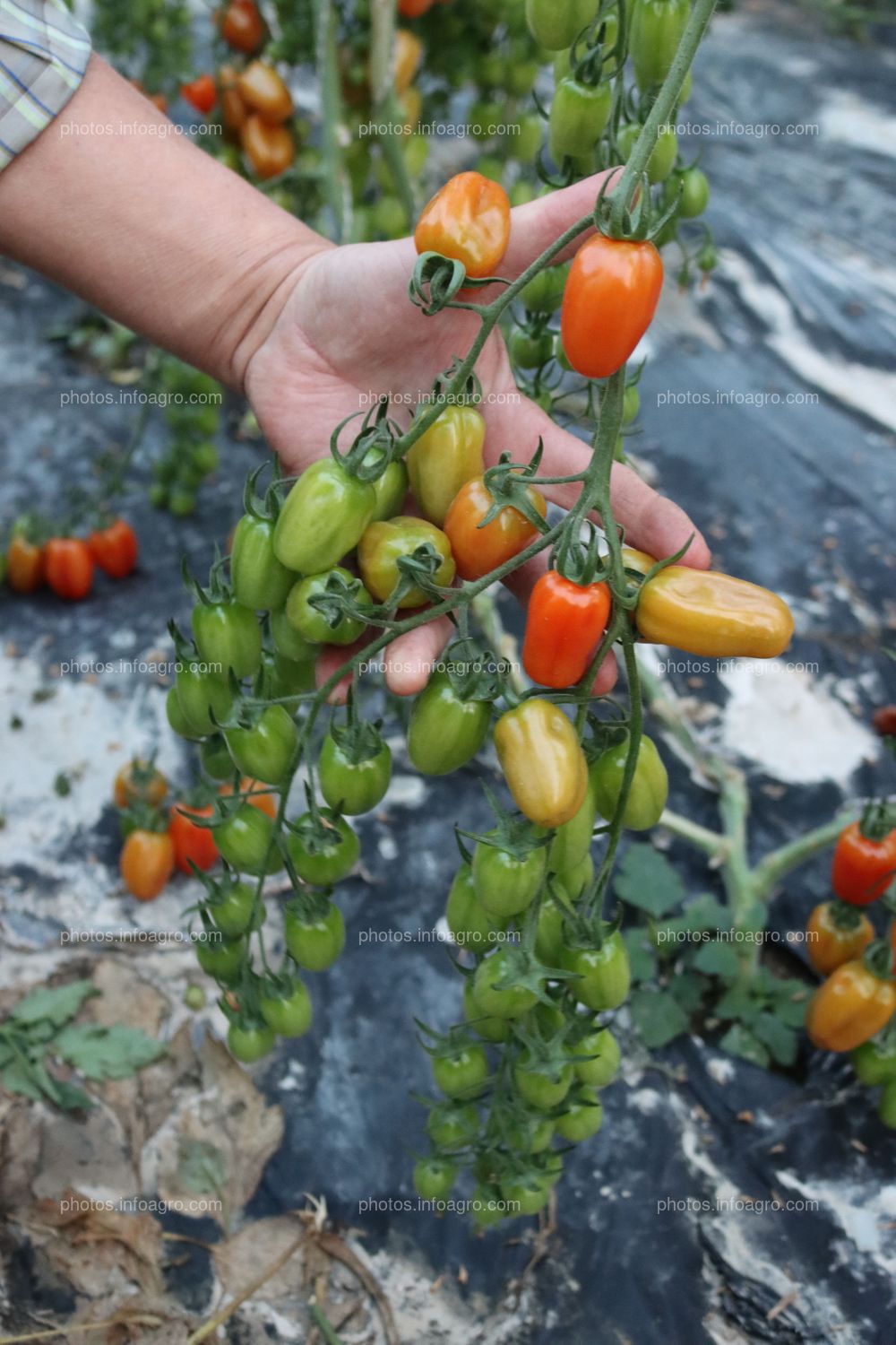 Tomates