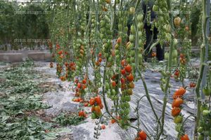 Tomates