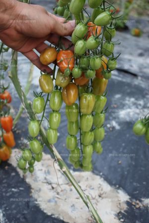 Tomates