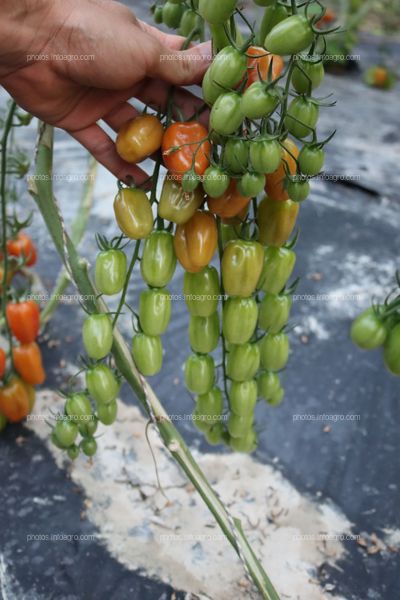 Tomates