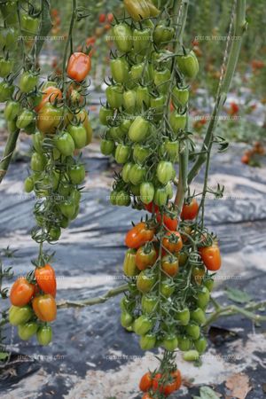 Tomates