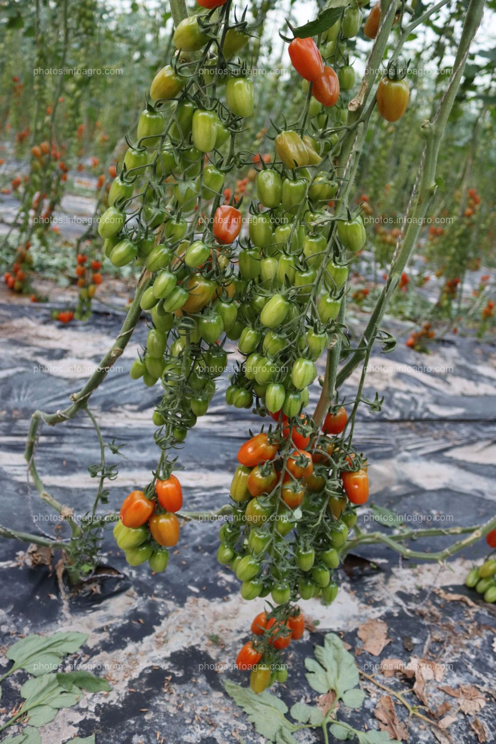 Tomates