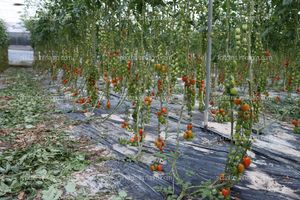 Tomates