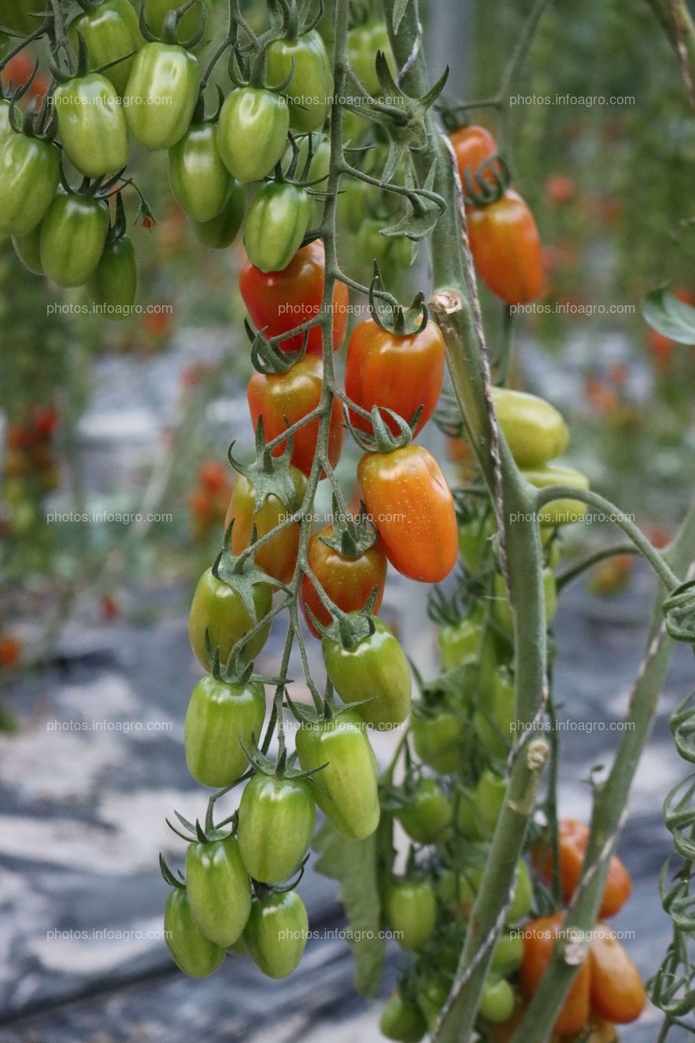 Tomates