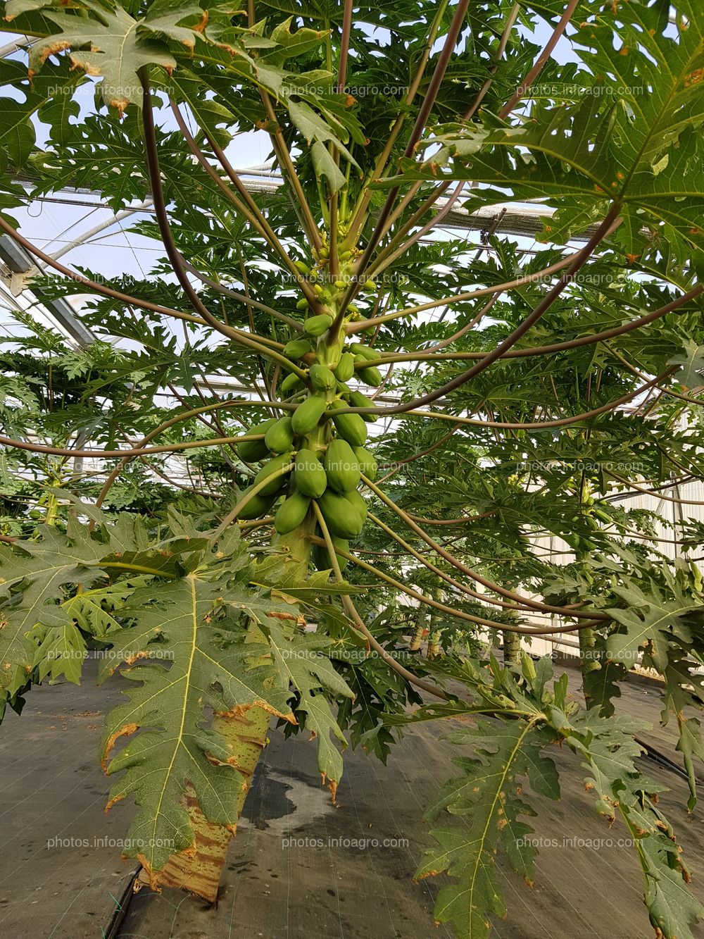 Papaya