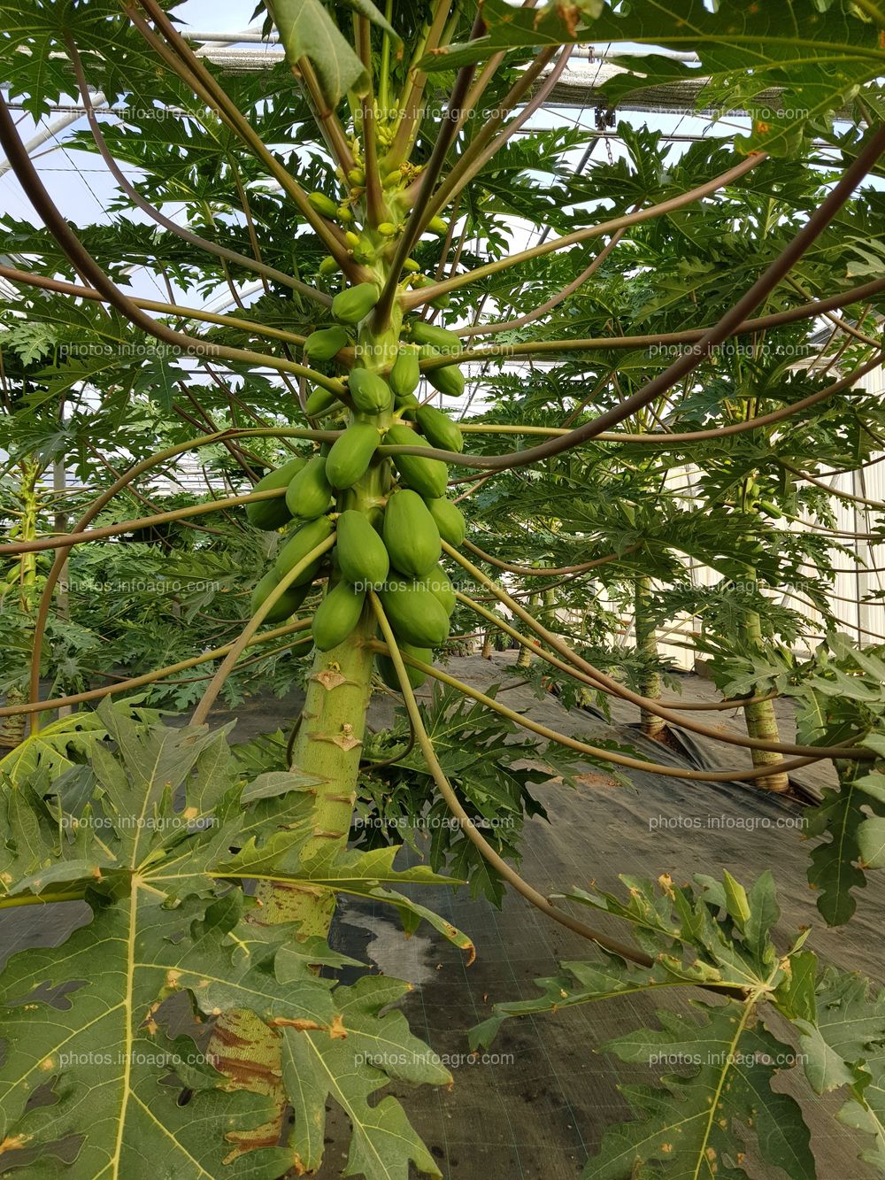 Papaya