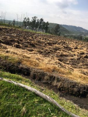 SE COMPRAN FINCAS DE SECANO Y REGADIO