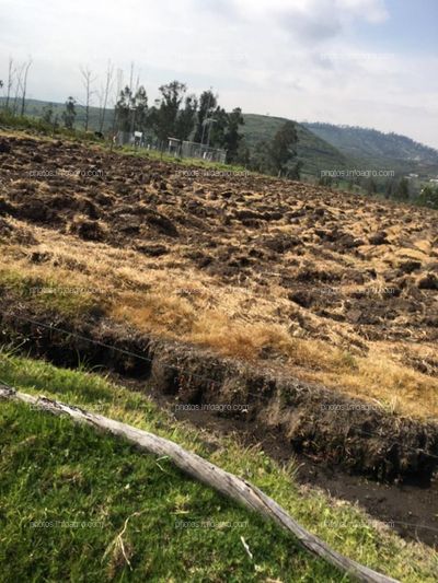 SE COMPRAN FINCAS DE SECANO Y REGADIO