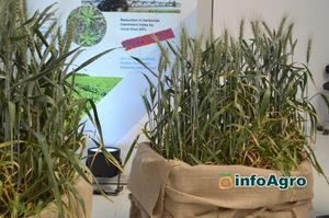 Corteva Eschbach RD Center - trigo - wheat