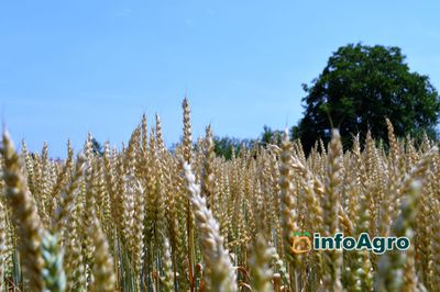 Corteva Eschbach RD Center FIELD TRIALS trigo - wheat