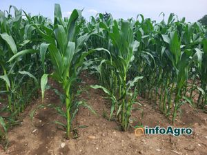 Corteva Eschbach RD Center FIELD TRIALS maíz - corn