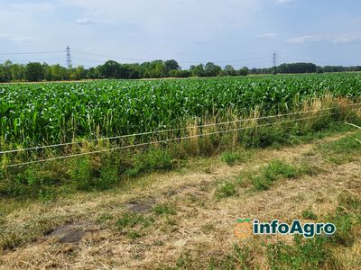 Corteva Eschbach RD Center FIELD TRIALS maíz - corn