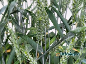 Corteva Eschbach RD Center / trigo - wheat