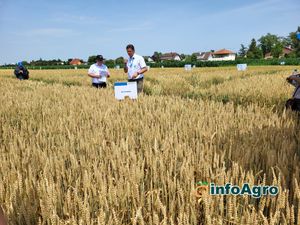 Corteva Eschbach RD Center FIELD TRIALS trigo - wheat