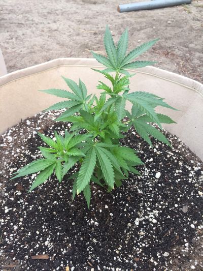 Planta cannabis 