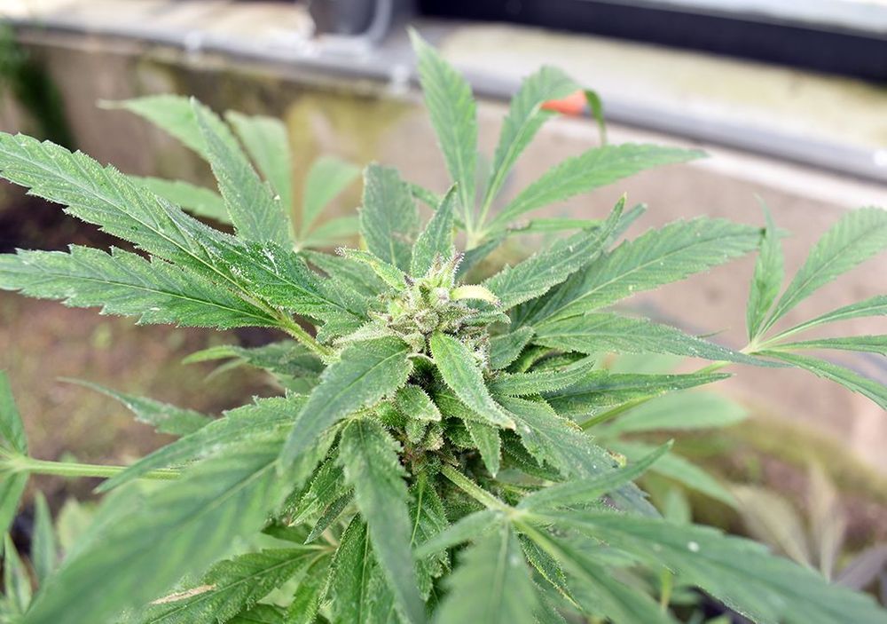 Planta de cannabis