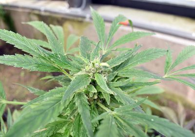Planta de cannabis
