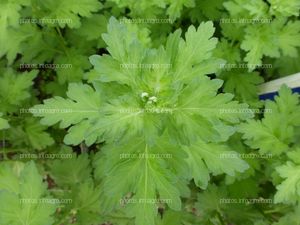 Hoja del crisantemo