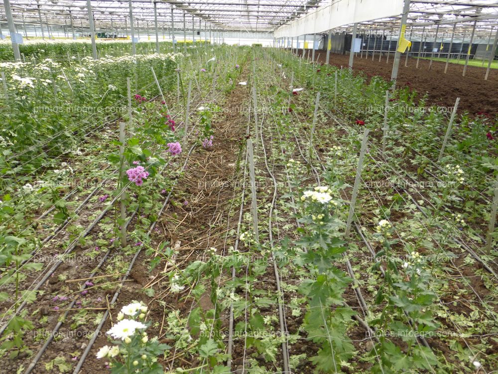 Malla de entutorado para flores