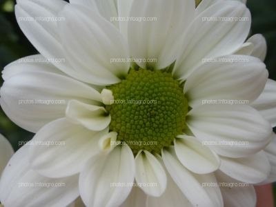 Detalle de la flor del crisantemo