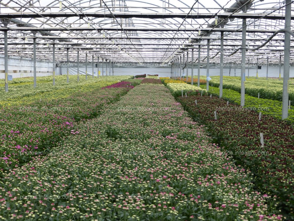 Cultivo de crisantemo
