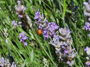 Mariquita en una planta de lavanda